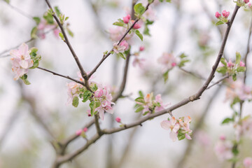 Obraz premium Blooming apple tree branches with soft pink flowers and pastel background