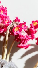 Bright pink bergenia flowers in soft natural light against a clean white background create a minimalistic composition showcasing nature's beauty