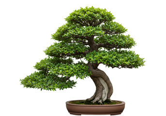 Fototapeta premium Magnificent Bonsai Tree A Symbol of Patience and Tranquility on transparent background
