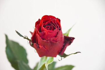 赤い薔薇