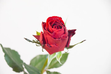 赤い薔薇