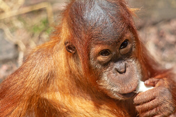 Bébé orang-outan - Pongo pygmaeus - en gros plan	