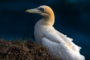 Northern Gannet in the golden hour on coast of Yorkshire