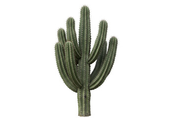 Majestic Saguaro Cactus Desert Plant Southwestern Flora Botanical Illustration on transparent background