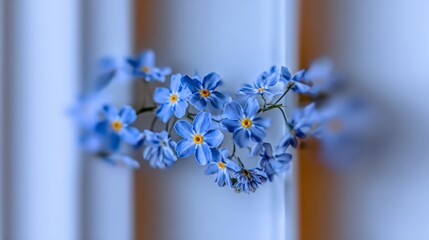 Delicate blue alpine forget-me-not flowers captured in close-up with a soft focus background enhancing their charming beauty