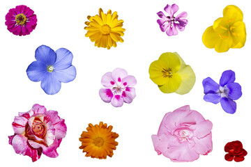 Fondo de flores de colores