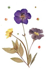 A display of pressed summer flowers on a white background.