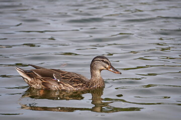 Mallard duck swimming gracefully on a calm lake surface.