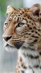 Fototapeta premium Leopard gazes intently at its surroundings in a wildlife sanctuary, showcasing its striking features and vivid markings during the afternoon light