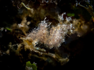Hairy shrimp (Phycocaris simulan)