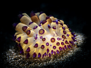 Purple-tipped janolus (janolus savinkini)