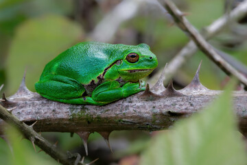 European Tree Frog (Hyla arborea) sitting in the forest in Noord Brabant in the Netherlands