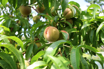 Apricots ripen on a tree in the garden