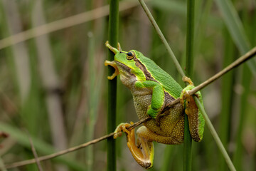 European Tree Frog (Hyla arborea) sitting in the forest in Noord Brabant in the Netherlands