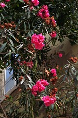 Vibrant Pink Nerium Oleander Flowers Bush.