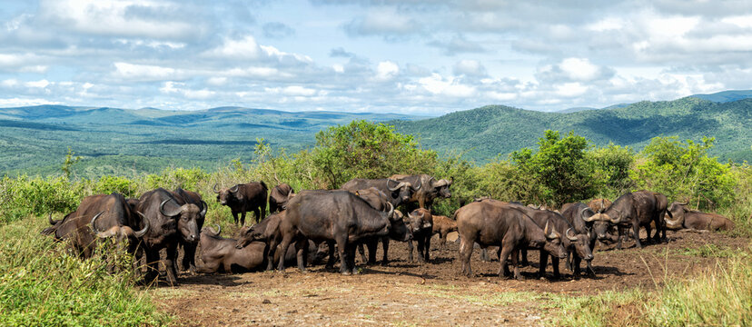 Buffalo (Syncerus caffer) hanging around and taking a mud bath close to Hilltop restcamp in Hluhluwe Imfolozi National Park in South Africa