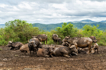 Buffalo (Syncerus caffer) hanging around and taking a mud bath close to Hilltop restcamp in Hluhluwe Imfolozi National Park in South Africa