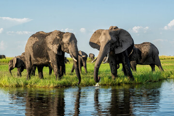 Elephants eating and drinking at the Chobe river between Namibia and Botswana in the afternoon seen from a boat.
