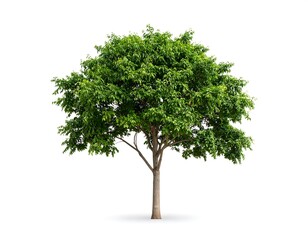 Isolated green tree against white background