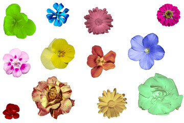 Flores de colores
