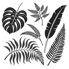 Obraz premium Tropical leaves silhouettes black and white monstera leaf