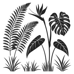 Tropical foliage silhouettes bird of paradise monstera fern