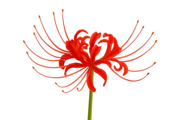 Obraz premium red flower of spider lily on a white background