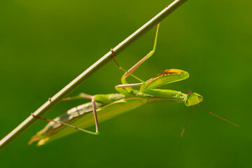 Green praying mantis (Mantis religiosa) hanging on a lavender stalk illuminated by the setting sun
