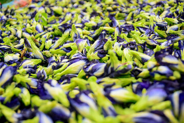 Closeup dried butterfly pea flower or blue pea , Dried Butterfly Pea Flowers, Blue and Green.