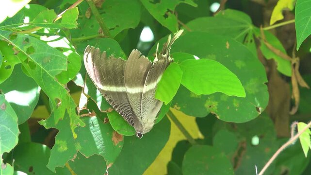 It's like a real butterfly with bird wings, bird feathers. But not birdwing butterfly, bird's-wing (Ornithoptera). Borneo Island, tropical rain forest. January
