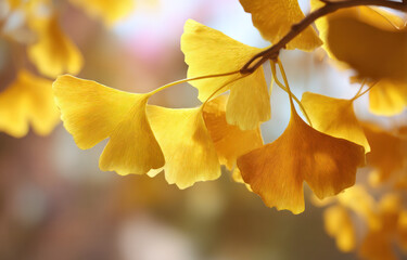 Obraz premium This image features vibrant yellow ginkgo leaves in the autumn season, showcasing their unique shapes and bright colors.
