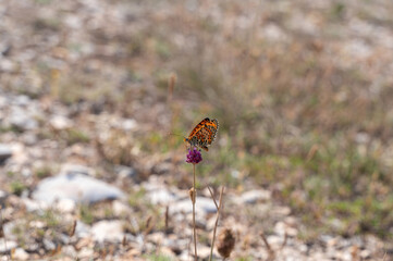 Beautiful butterfly on a plant
