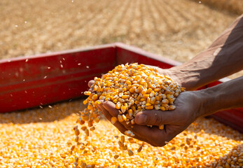 Farmer`s Hands Holding Harvested Grain Corn.
