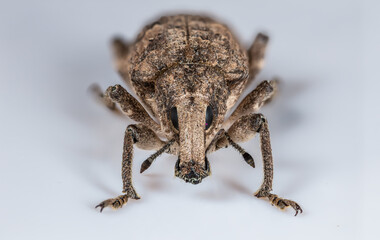 Weevil beetle of the species Rhytideres plicatus from eastern Spain