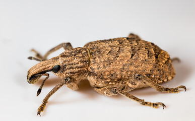 Weevil beetle of the species Rhytideres plicatus from eastern Spain