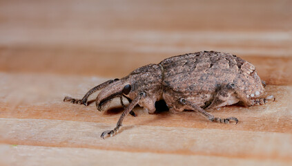 Weevil beetle of the species Rhytideres plicatus from eastern Spain