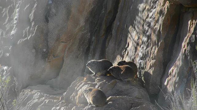 Group of cute Rock Hyrax resting on the rock formation during daytime, animal and wildlife concept.