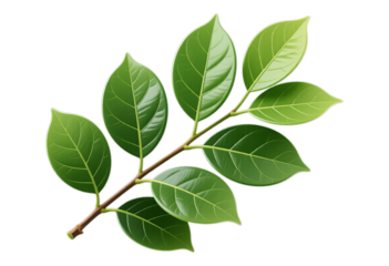 Green Leafy Branch with Transparent Background, 3D Realism Graphic for Web Design