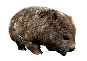 3D Rendering Wombat on White