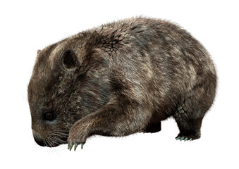 Fototapeta premium 3D Rendering Wombat on White