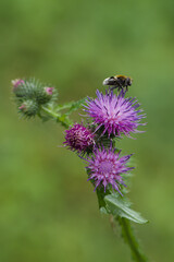 Macro shot of a bumblebee collecting nectar on blooming purple thistle flowers, with a soft green blurred background – summer pollination in nature