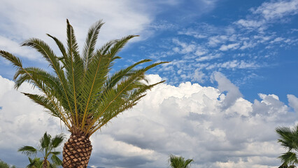 The lush crown of a palm tree against a bright blue sky with picturesque white clouds. A scene of a...