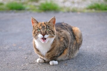 Funny Tabby cat sitting outdoors and meow to the camera. 	