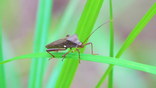Adult Leaf-footed Bug of the species Athaumastus haematicus. Lives in Borneo