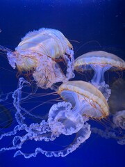 jellyfish in the water