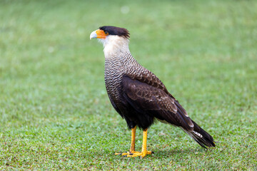 Crested caracara (Caracara plancus), bird of prey (raptor) in the falcon family, Falconidae. Barigui Park municipal park, Curitiba, Parana. Brazil. Brazilian wildlife and birdwatching.
