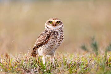 Burrowing owl (Athene cunicularia), called shoco, small, long-legged terrestrial species of owl...
