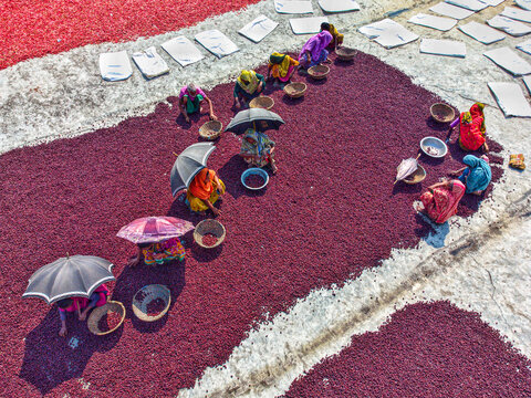 Plum, Bangladesh - 10 March 2024: Aerial view of women bending over a blanket of deep crimson plums, their colorful saris contrasting with the stark white sheets nearby.