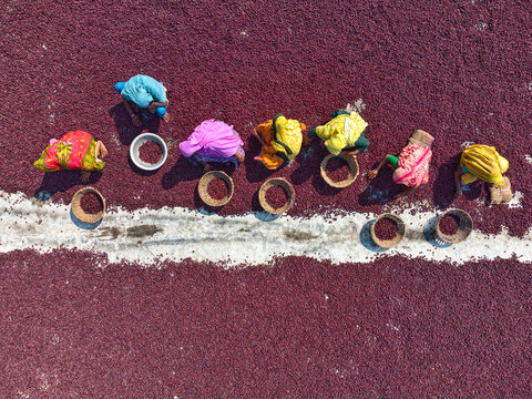 Plum, Bangladesh - 10 March 2024: Aerial view of a vibrant tapestry of deep red plums spread out to dry, punctuated by the colorful figures of women meticulously working along a bright white line.