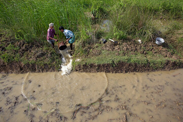 Karaikal, India - 19 September 2010: Aerial view of farmers at the edge of a rice paddy, the dark earth contrasting with the vibrant green stalks and flowing water.